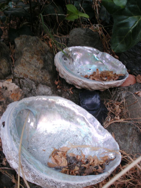 This Insanely Realistic Abalone Cushion from Korea Is Going Viral, and Everyone’s Confused