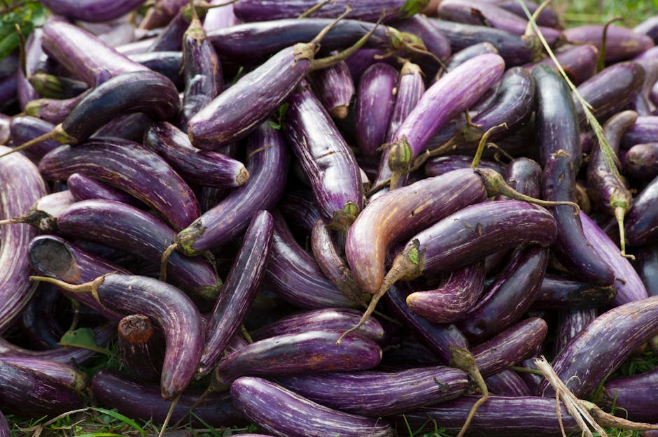 Eggplant